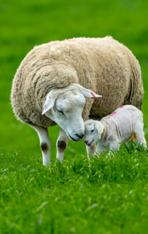 Koyunlarda Doğum Öncesi Alınacak Önlemler ve Doğum Belirtileri Nelerdir?