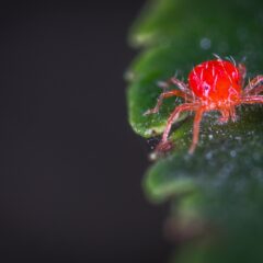 Kırmızı Örümcek