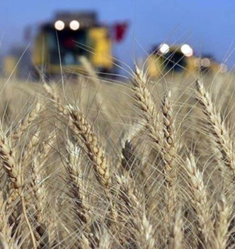 Buğday fiyatları küresel arz endişeleriyle yükseldi