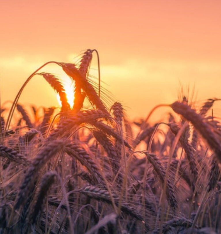 Küresel buğday ithalatı artıyor
